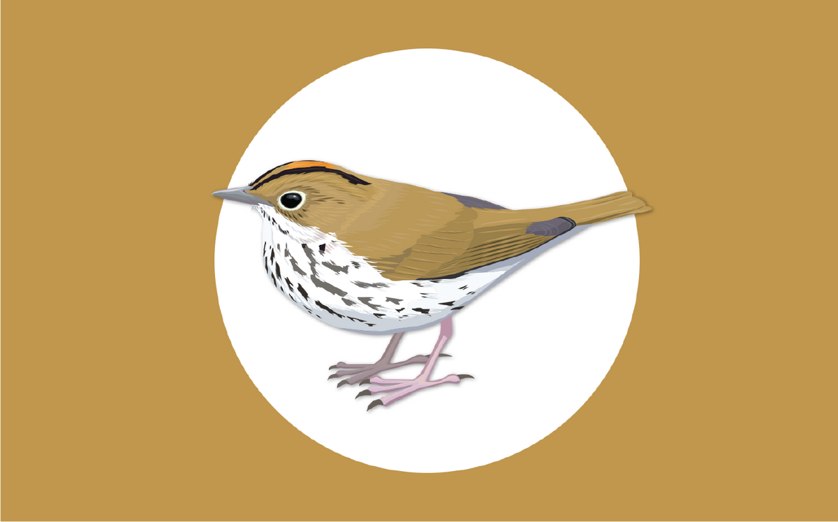 Interactive Birdwatching in the Theodore Roosevelt Sanctuary!