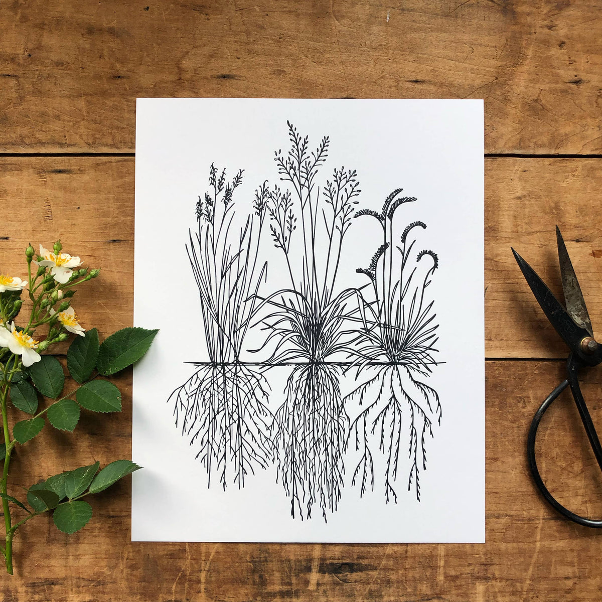 Native Grasses Letterpress Print