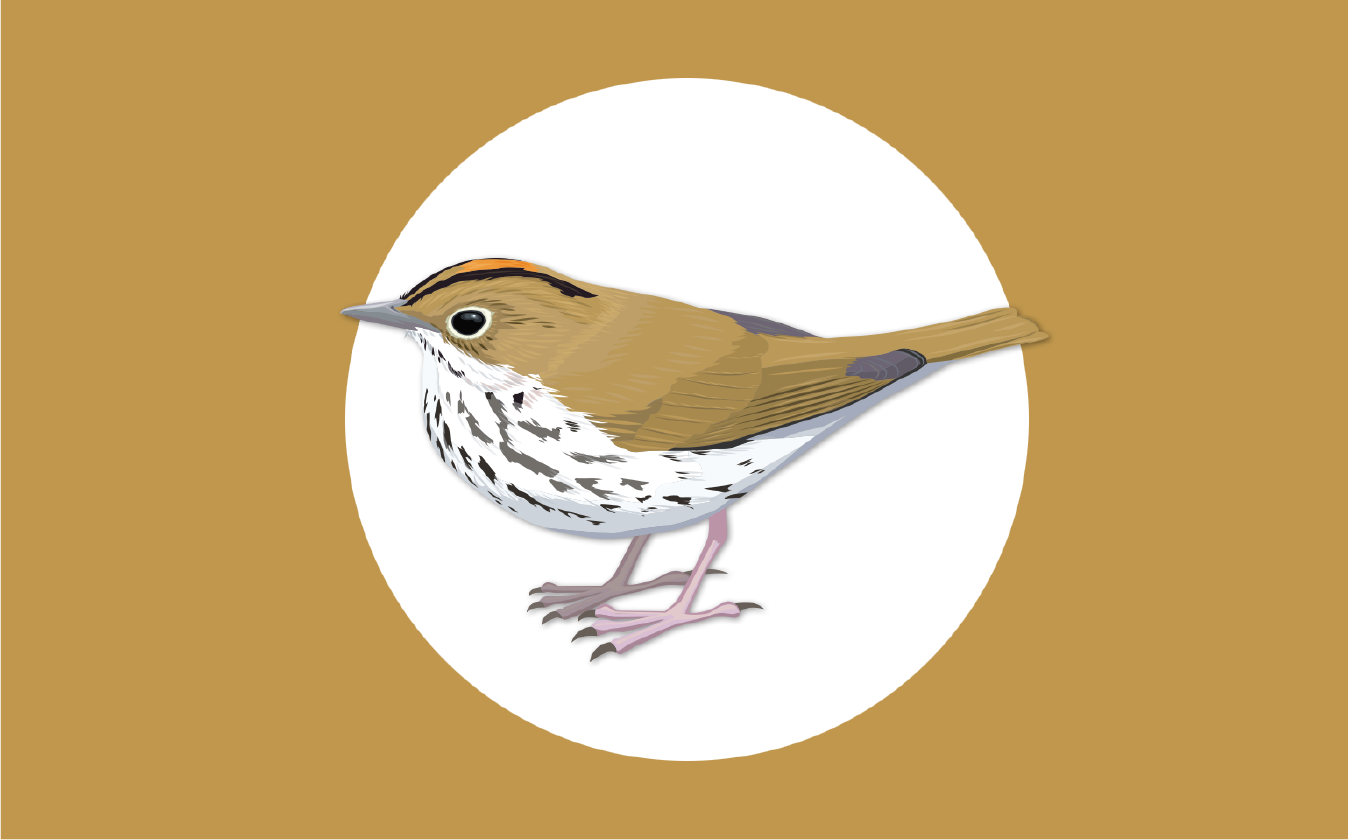 Interactive Birdwatching in the Theodore Roosevelt Sanctuary!