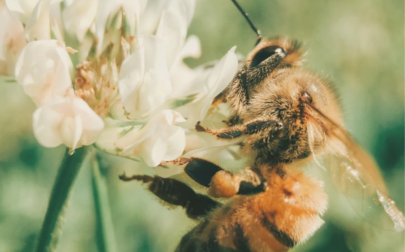 All Things Pollinators: The Buzz in the Shop
