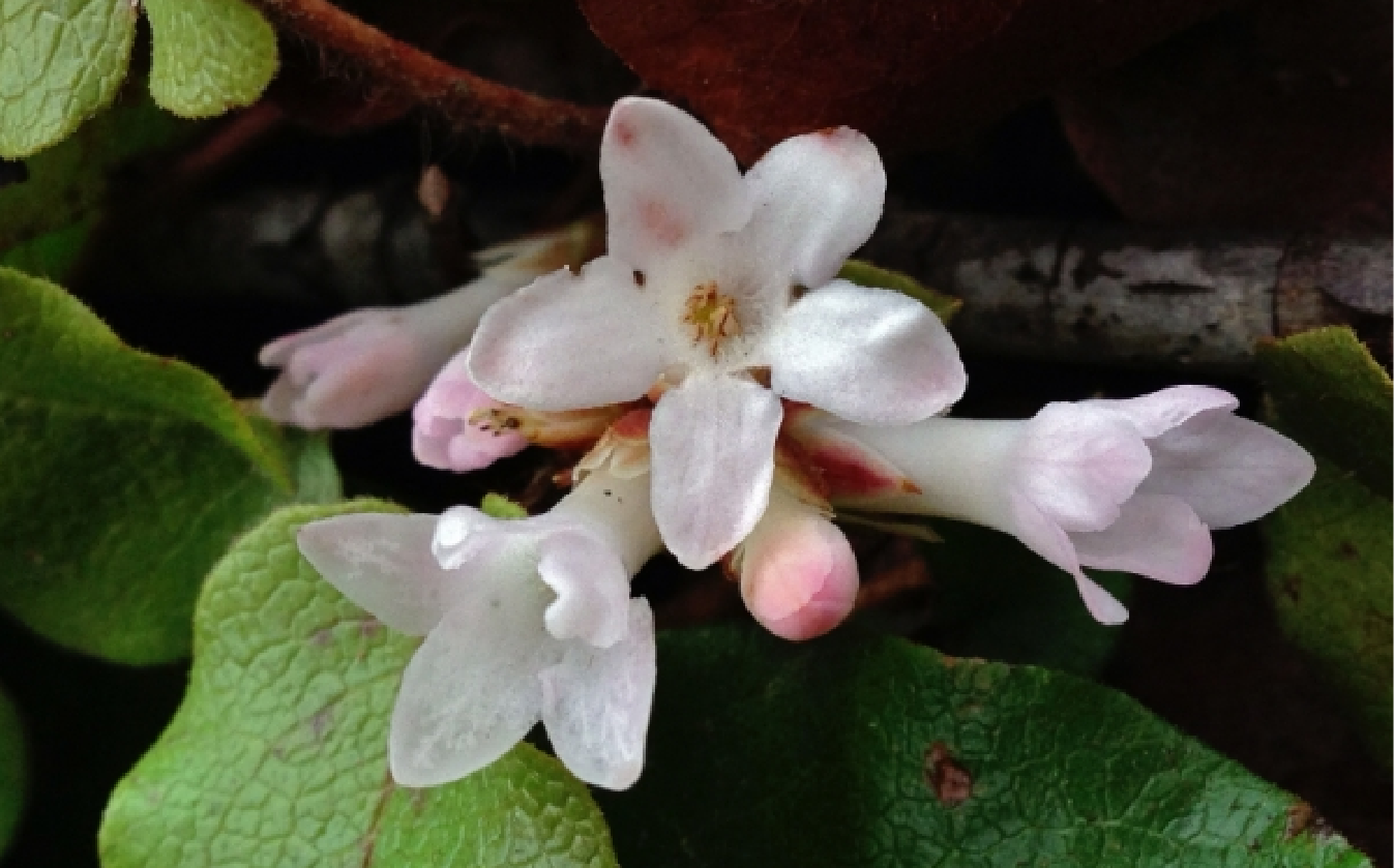 Spring Gifting Inspiration: Spring Birthdays