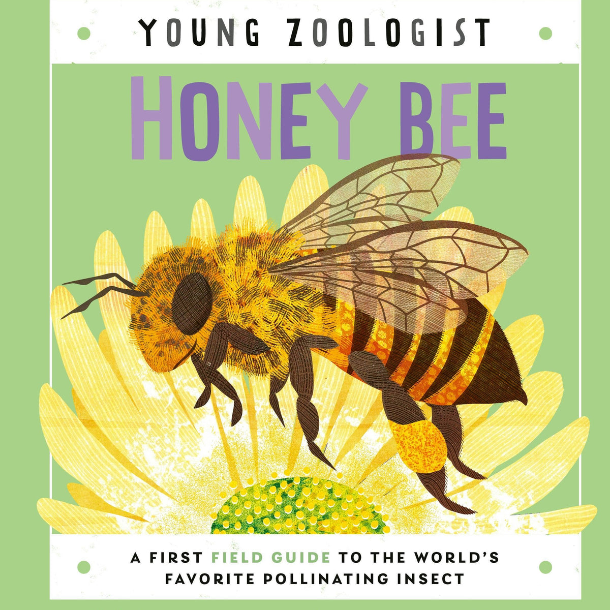 Honey Bee-Young Zoologist