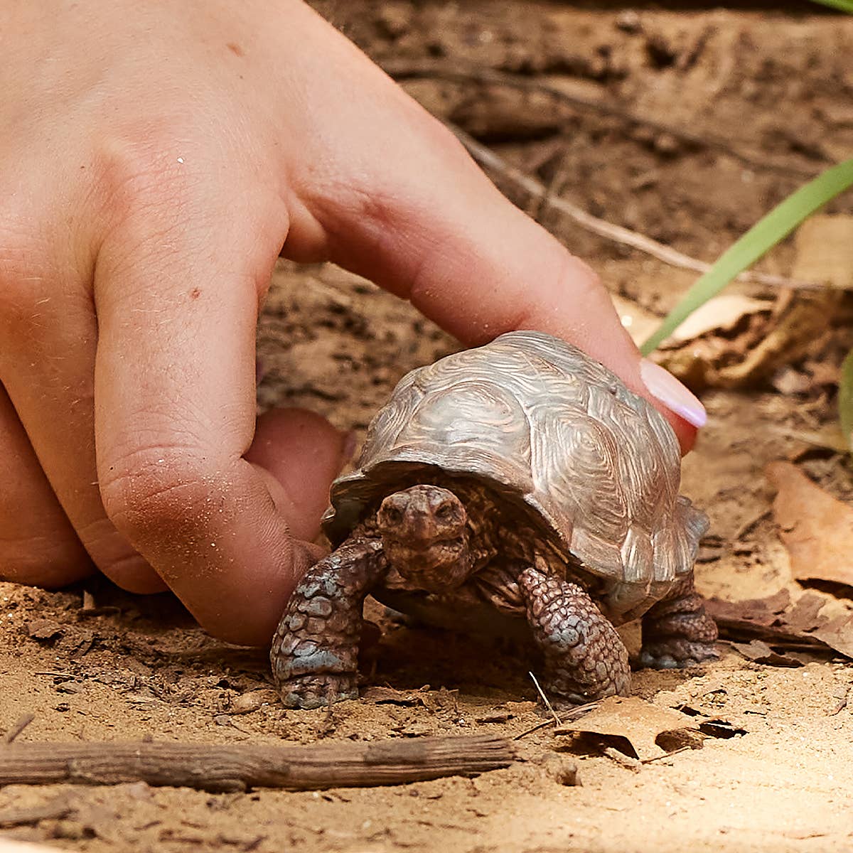 Small tortoise being held by a person's hand on a sandy ground