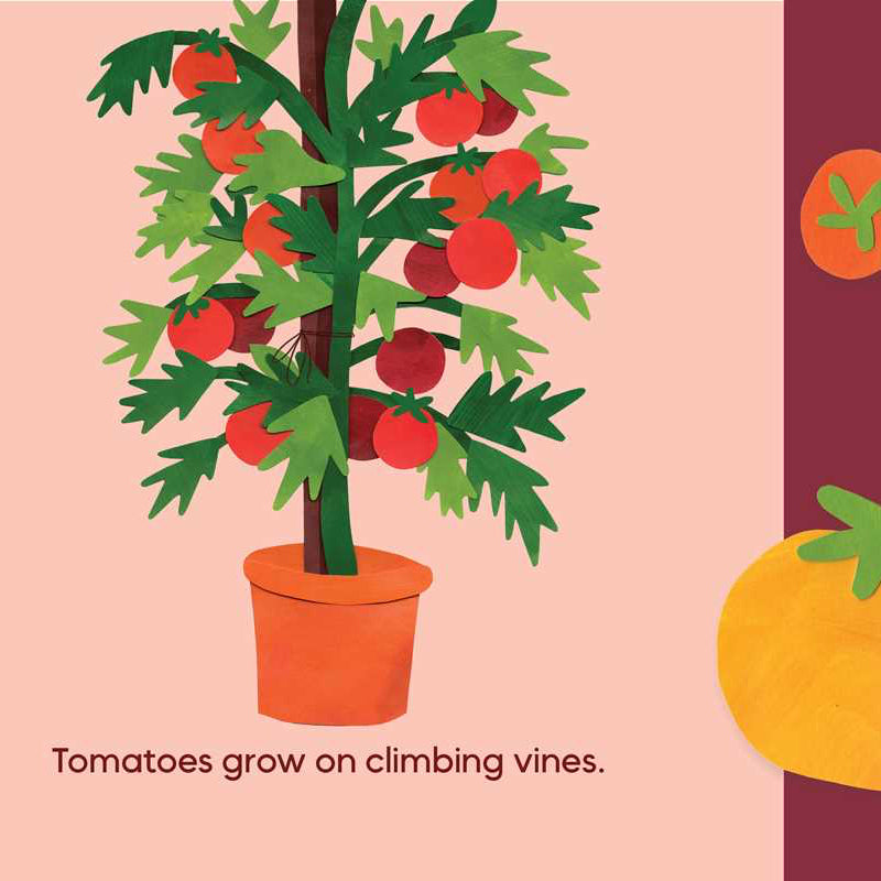 Illustration of a tomato plant with tomatoes and text about tomato growth on a pink and purple background.