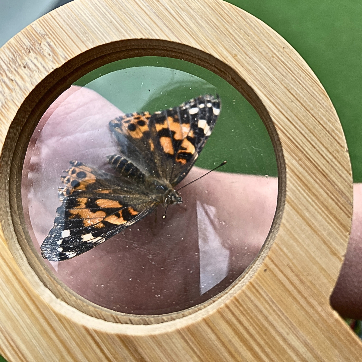 Butterfly on a person's hand viewed through a wooden magnifying glass with a green background