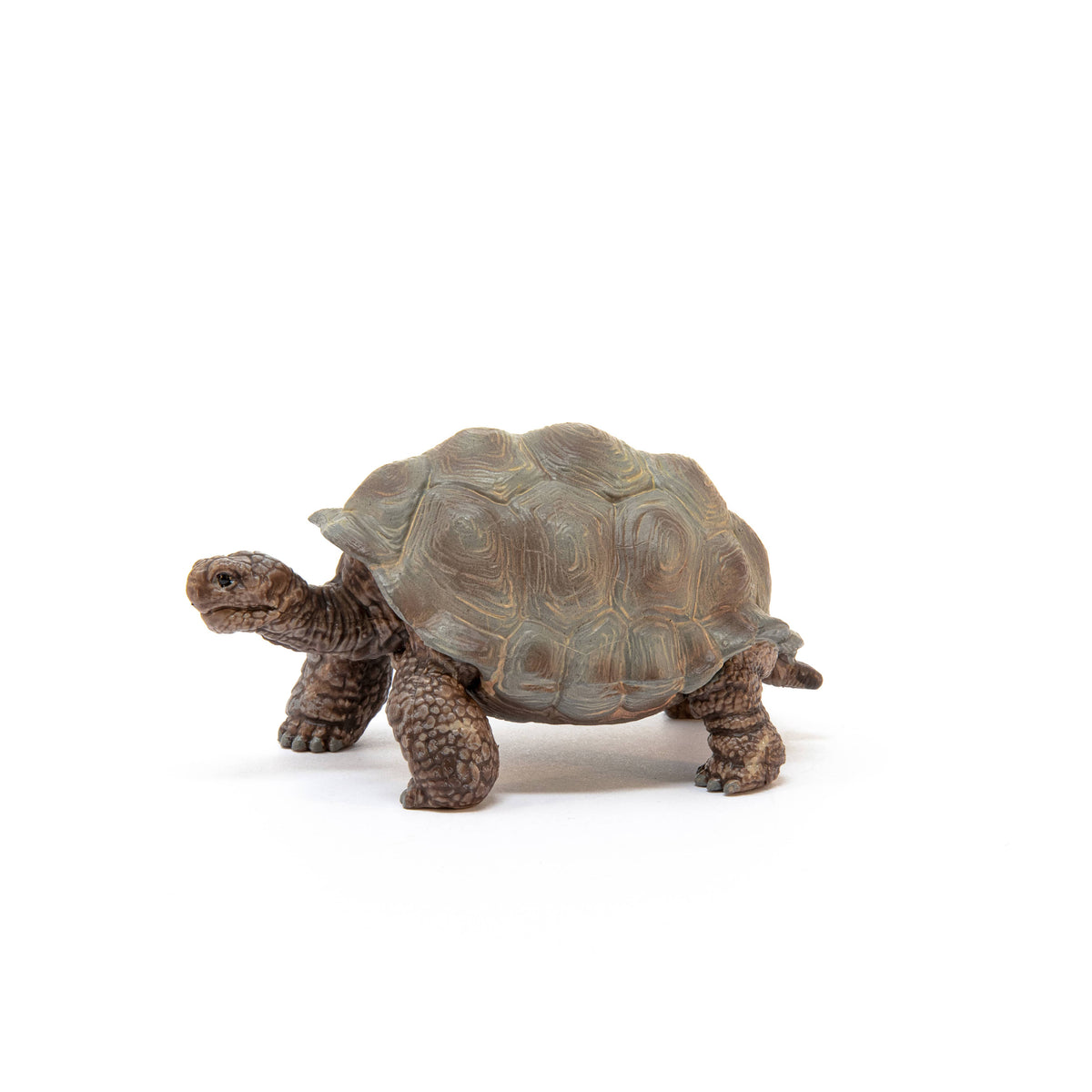Model of a tortoise on a white background
