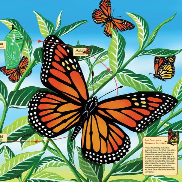 Life Cycle of a Monarch Butterfly
