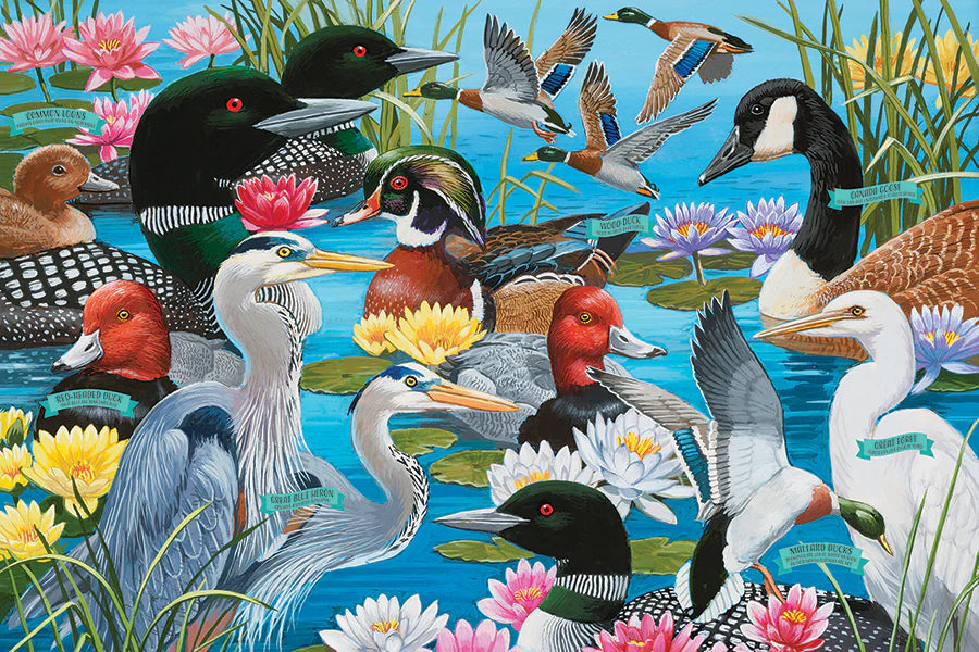 Colorful illustration of various birds and flowers in a pond setting