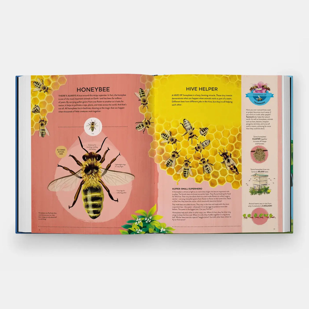 Book open to a page about honeybees with illustrations and text on a white background