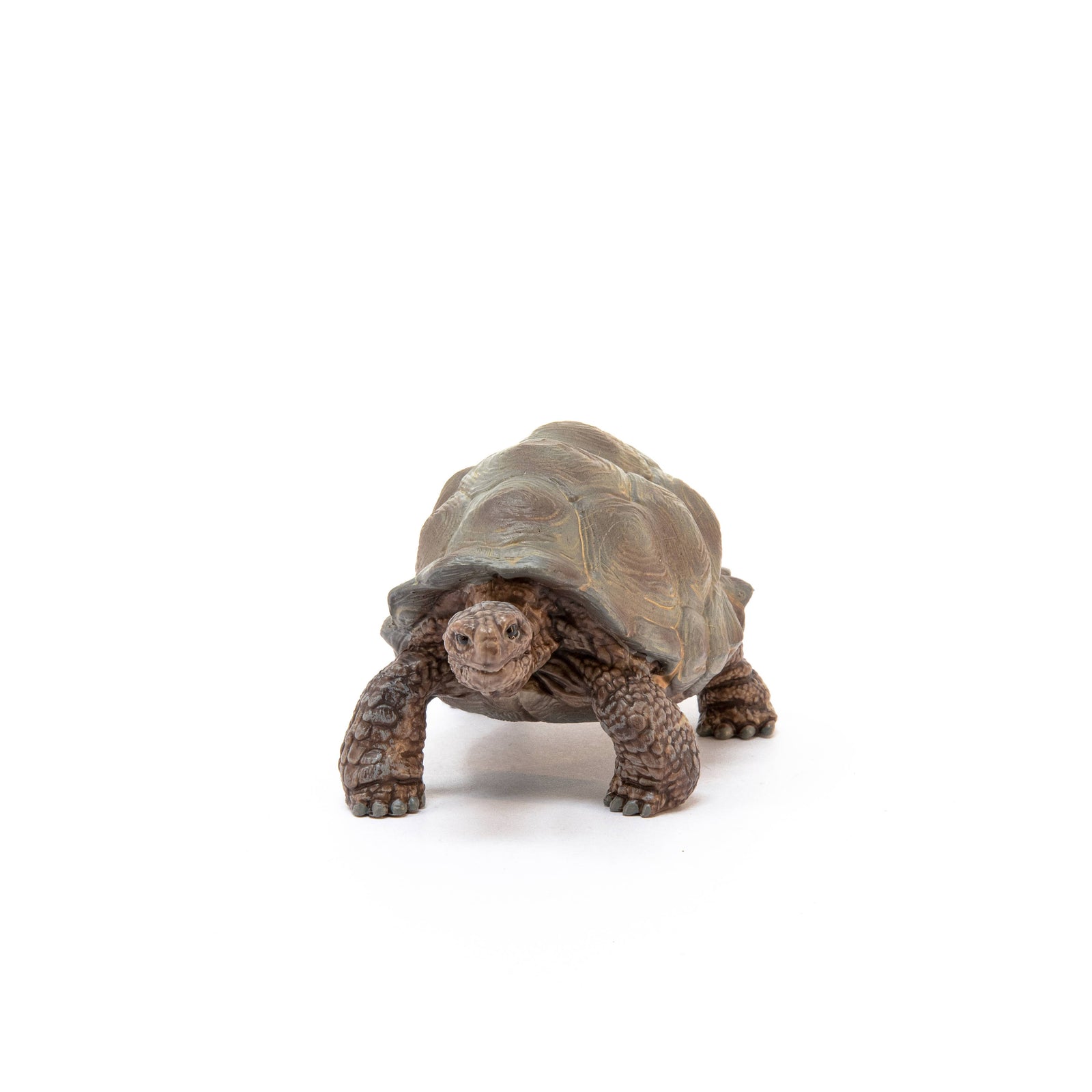 Model of a tortoise on a white background