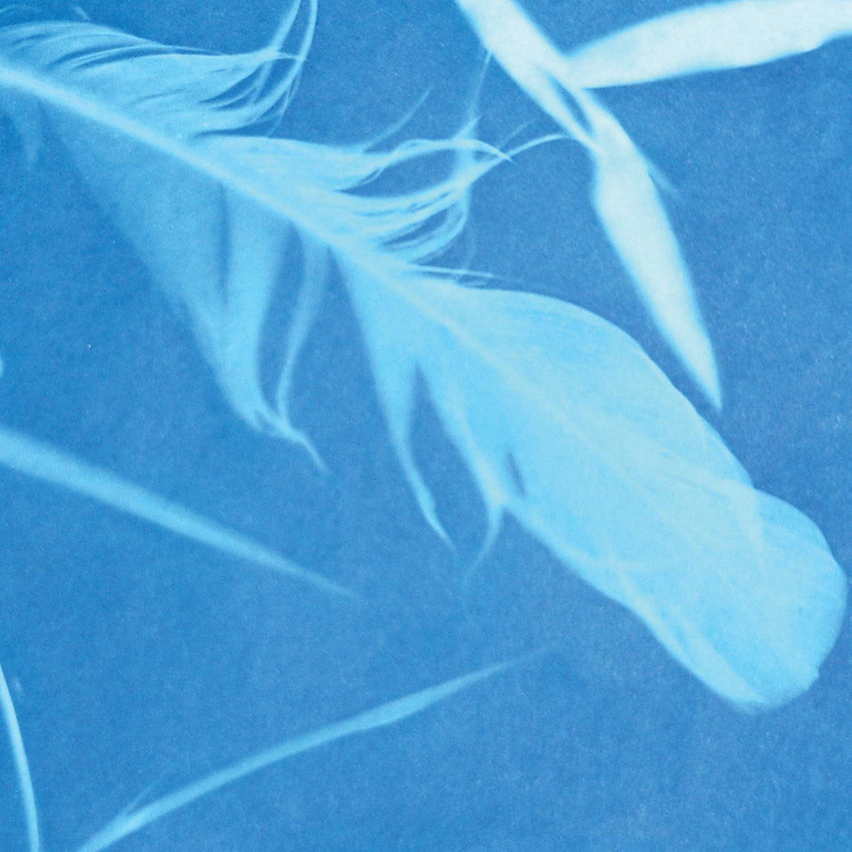 Close-up of white feathers on a blue background