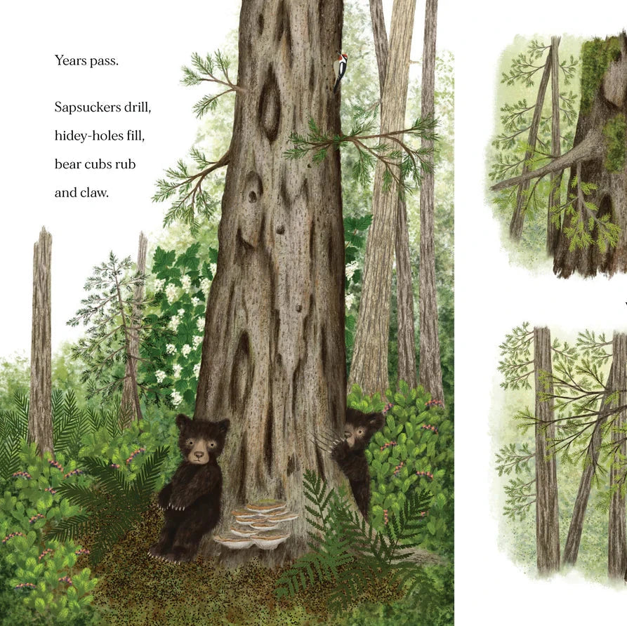 When a Tree Falls
