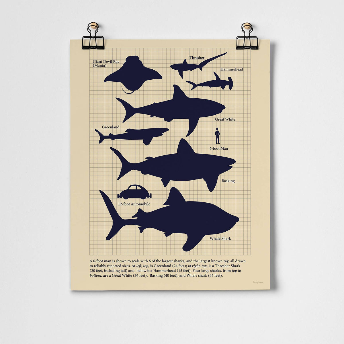 Sharks Fine Art Print