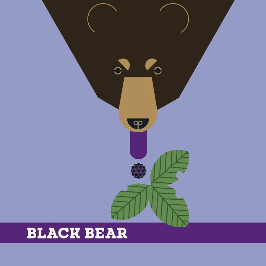 Illustration of a black bear with a purple tongue, blackberry, and green leaves on a purple background.