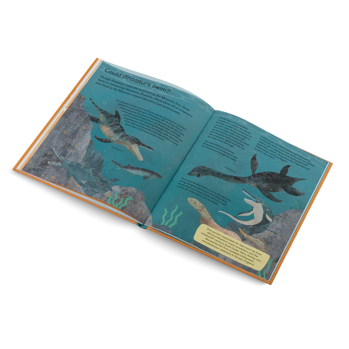 Open book with illustrations of a turtle and text on a white background