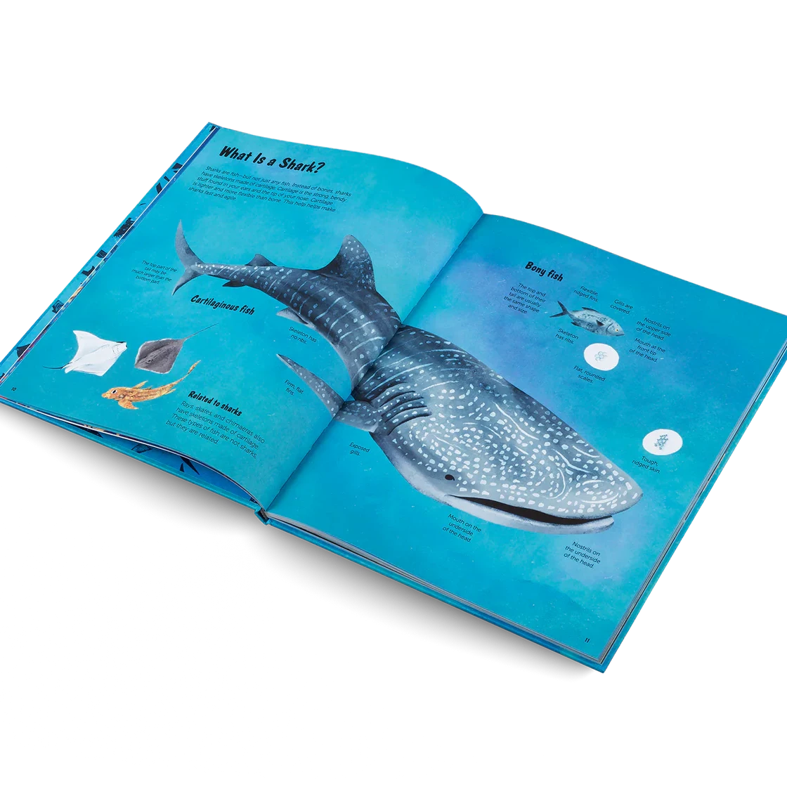 Open book showing a whale illustration on a blue background