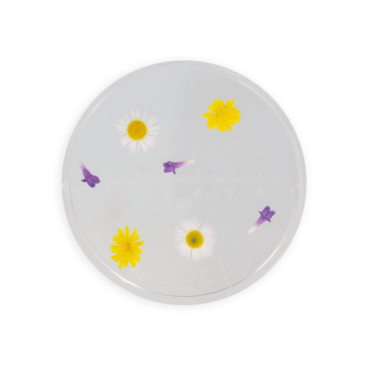 Round observation yellow and purple floral decorations on a white background