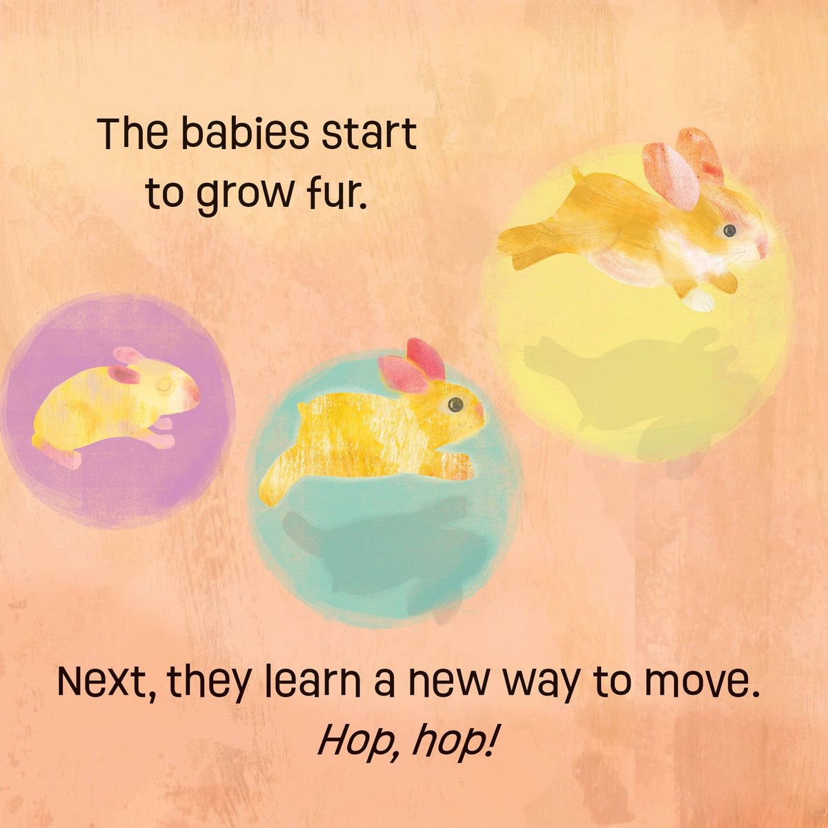 Illustrations of baby bunnies with text about their growth and movements on a warm-toned background.