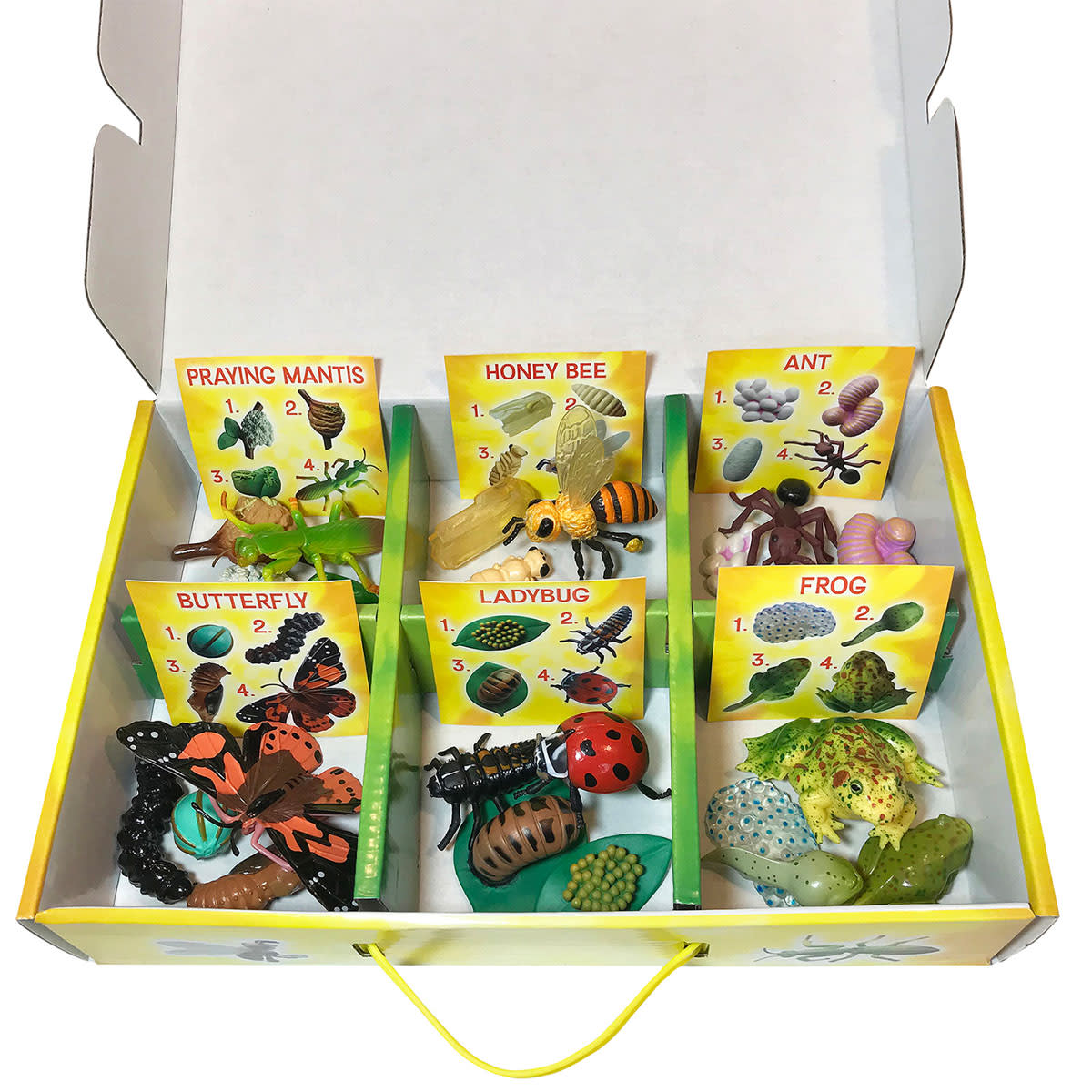 Life Cycle Figurines