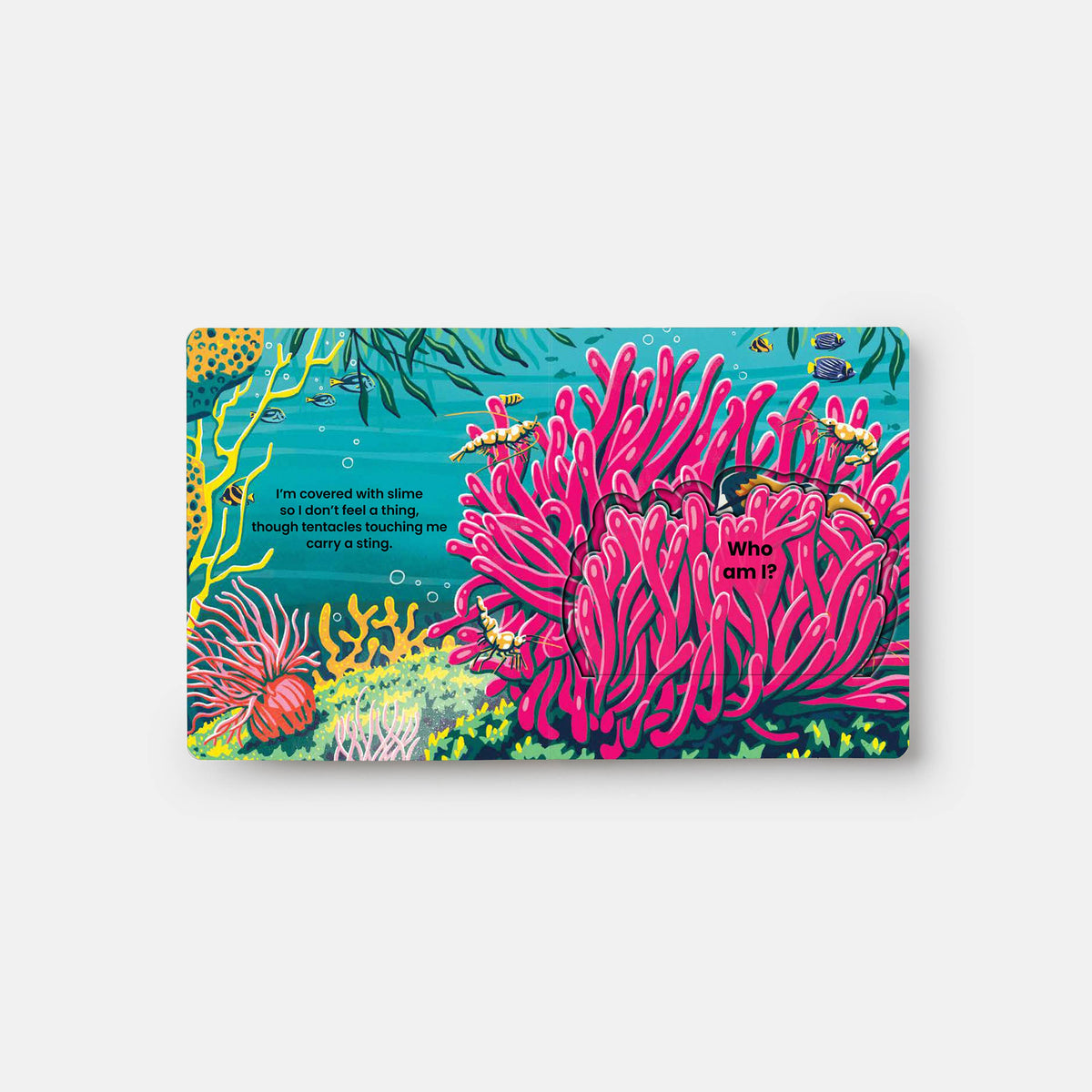 Colorful book cover with coral and marine life design on a white background