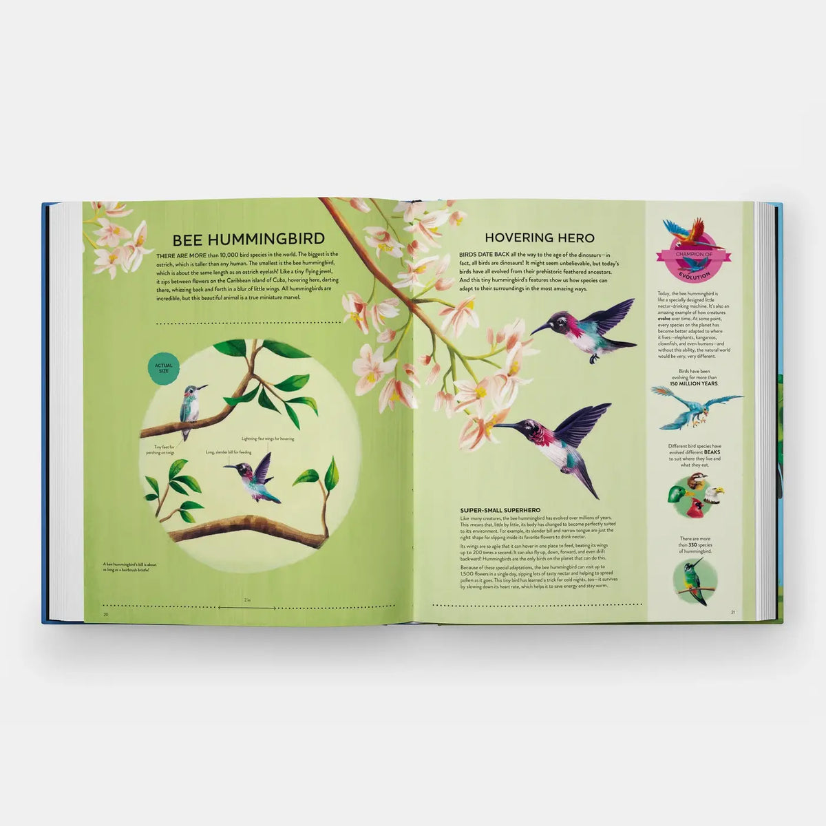Open book with illustrations of a bee hummingbird and text on a white background