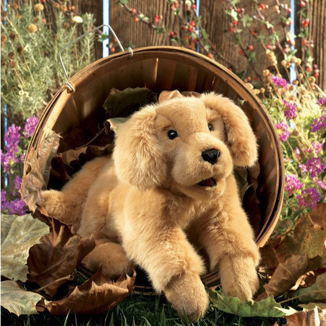 Golden Retriever Puppy