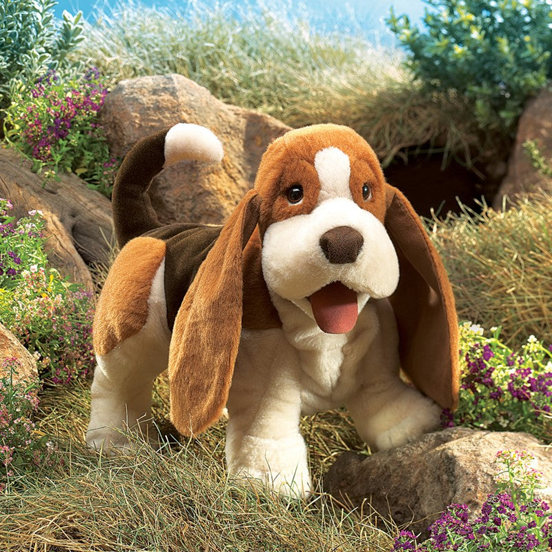 Basset Hound
