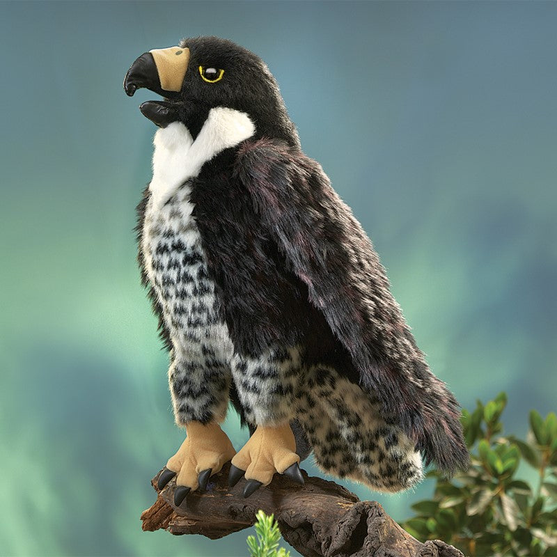 Peregrine Falcon