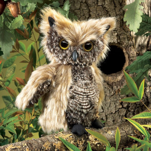 Screech owl