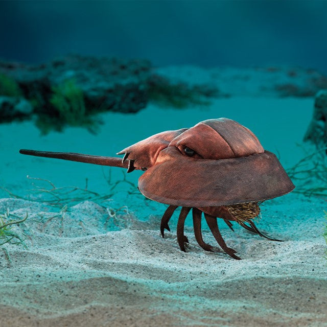 Horseshoe Crab
