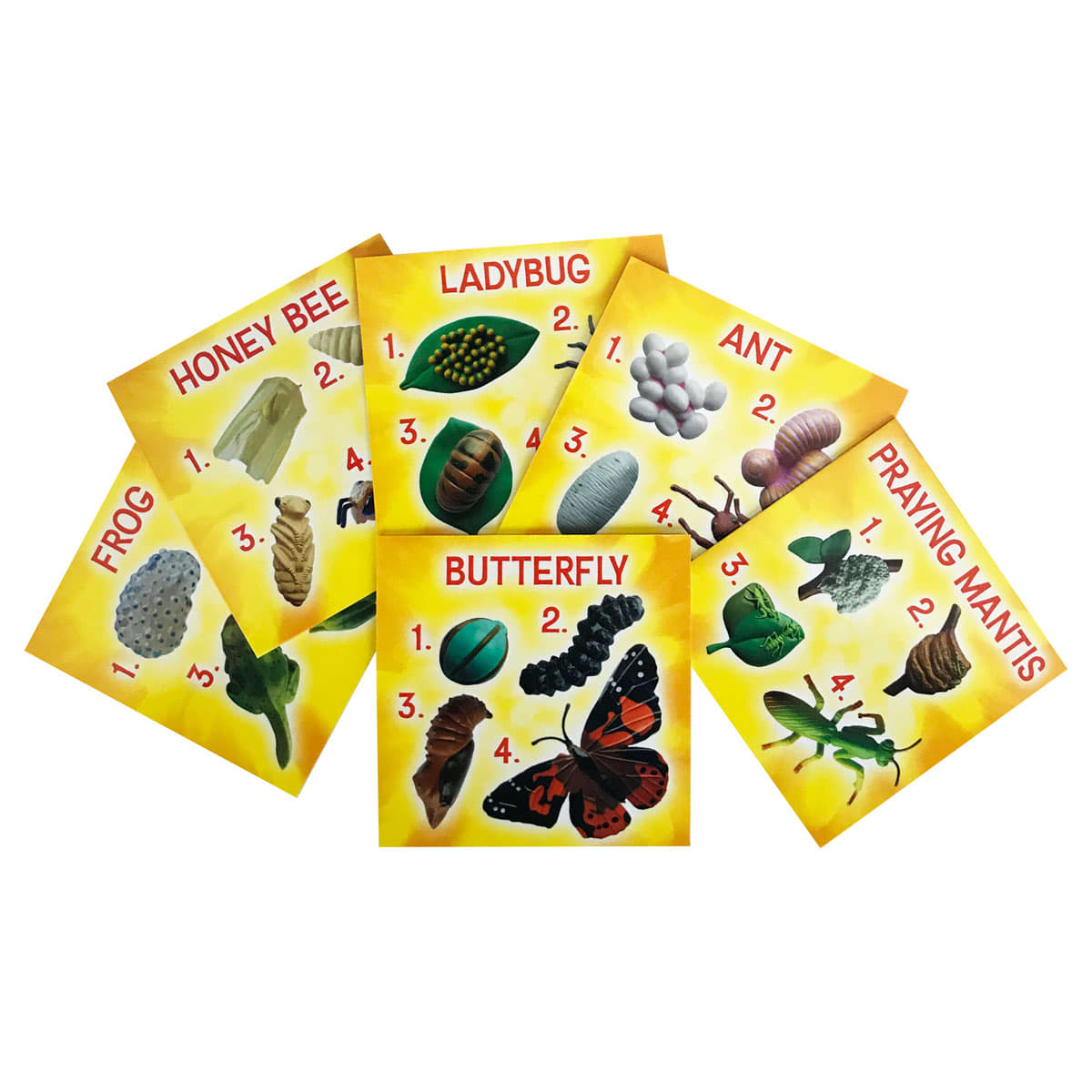 Life Cycle Figurines