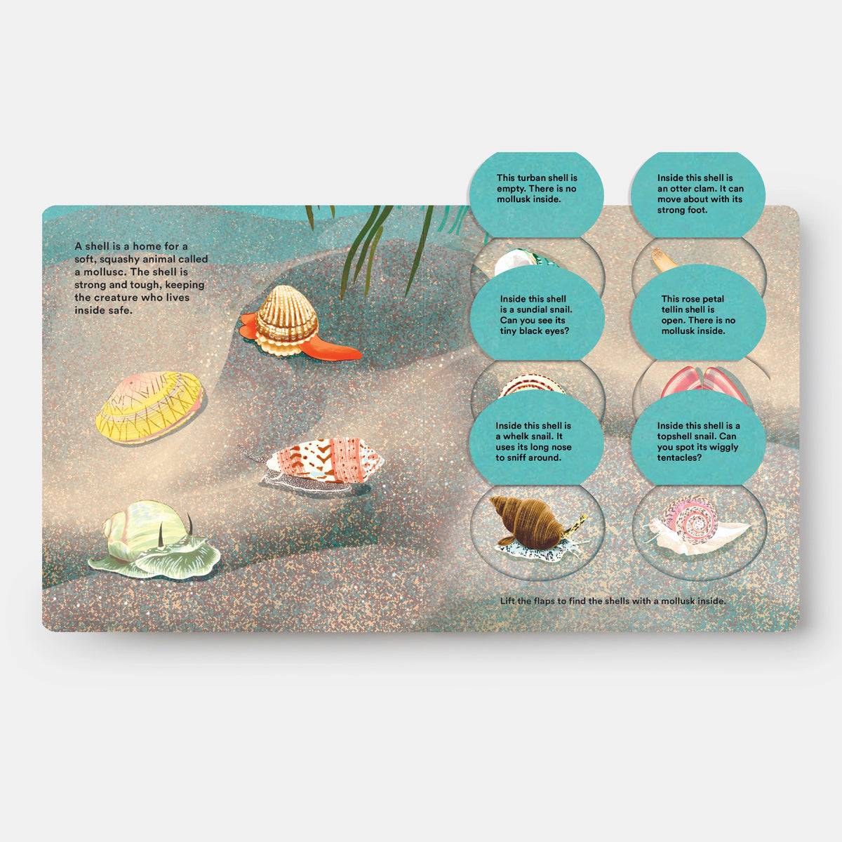 Shells...and what they hide inside